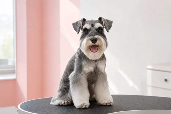 Schnauzer with a neat clip after grooming at the Camp Hill salon